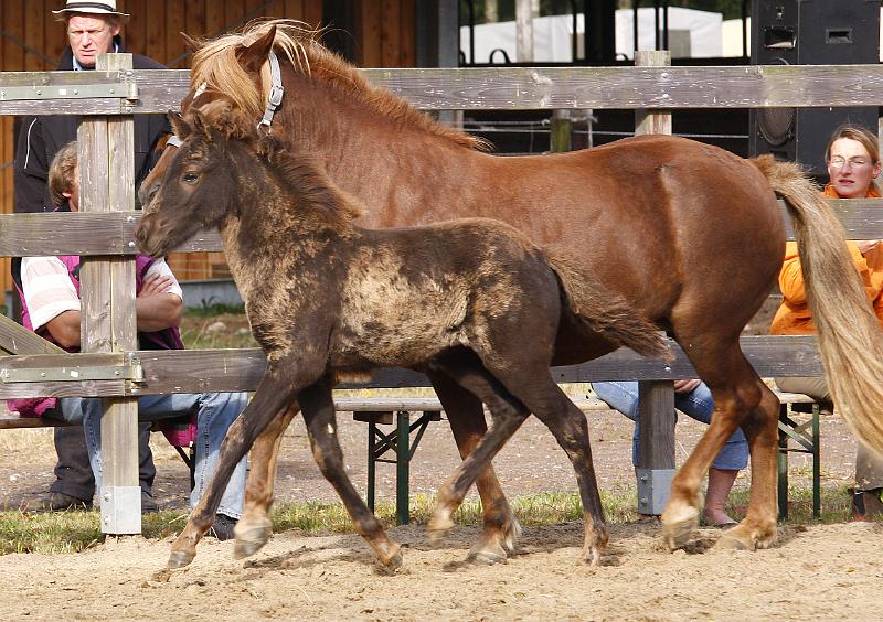 Saedis von Heidmoor e.jpg